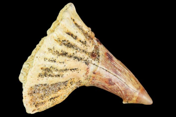 Cretaceous Giant Sawfish (Onchopristis) Rostral Barb #105424